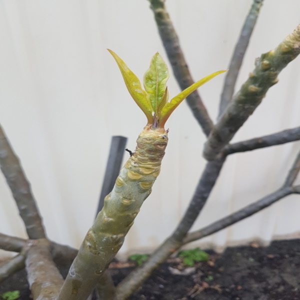 Frangipani help please!